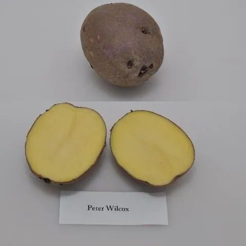 thumbnail for publication: University of Florida Potato Variety Trials Spotlight: 'Peter Wilcox'